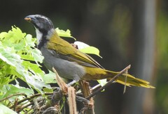 Saltator atriceps