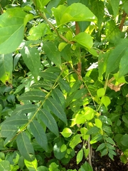 Ailanthus altissima
