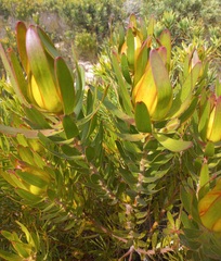 Leucadendron laureolum