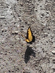 Heraclides androgeus