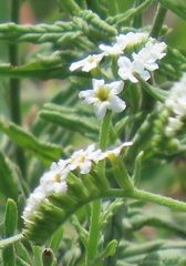 Heliotropium steudneri
