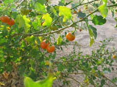 Image of Solanum humile