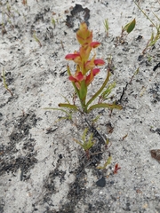 Disa reticulata