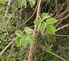 Rubus rigidus