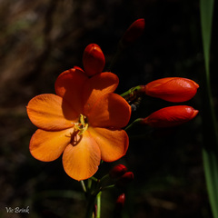 Pillansia templemannii