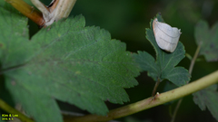 Pseudalbara parvula