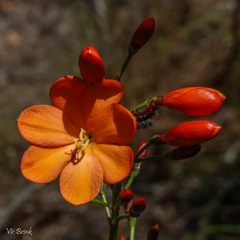Pillansia templemannii