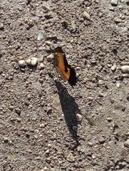 Heraclides androgeus