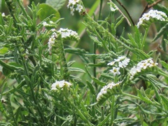 Heliotropium steudneri