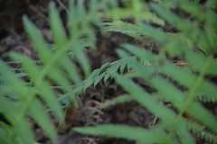 Thamnophis proximus orarius