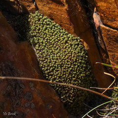 Hypodontium