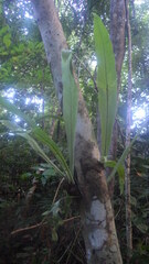 Microsorum punctatum