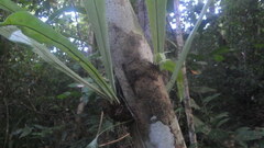 Microsorum punctatum