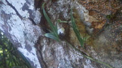 Microsorum scolopendria