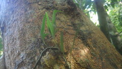 Microsorum scolopendria