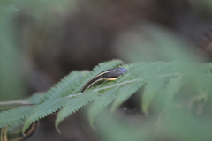Thamnophis proximus orarius