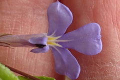 Lobelia neglecta