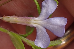Lobelia neglecta
