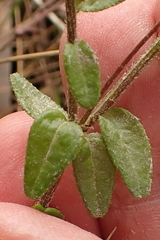 Lobelia neglecta