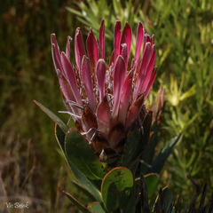 Protea compacta