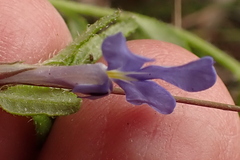 Lobelia neglecta