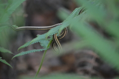Thamnophis proximus orarius