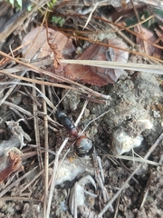 Camponotus cruentatus