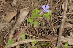 Lobelia neglecta