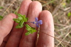 Lobelia neglecta