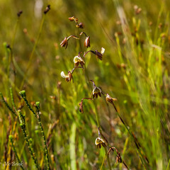 Eulophia bolusii
