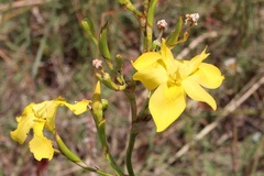 Moraea ramosissima