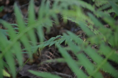 Thamnophis proximus orarius