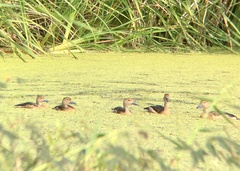 Dendrocygna javanica