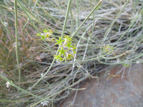 Image of Orthanthera albida by no rights reserved