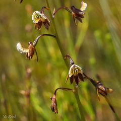 Eulophia bolusii