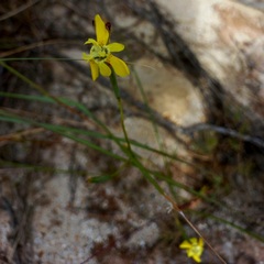 Moraea inconspicua