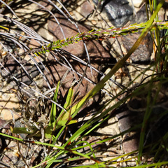 Eulophia bolusii
