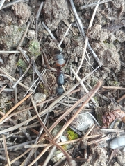 Camponotus cruentatus