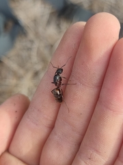 Camponotus cruentatus