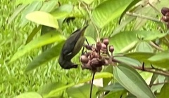 Dicaeum trigonostigma