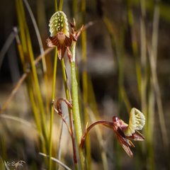 Eulophia bolusii