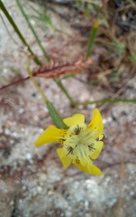Moraea inconspicua
