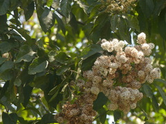Cordia alliodora