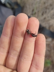 Camponotus cruentatus