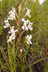 Disa sagittalis