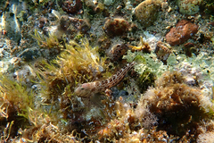 Microlipophrys canevae