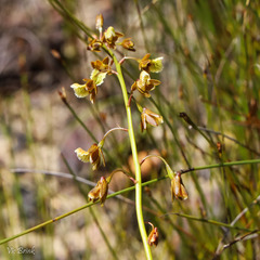 Eulophia bolusii