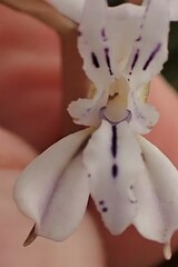 Disa sagittalis