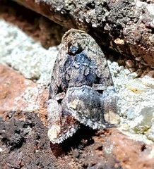 Elaphria chalcedonia