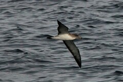 Calonectris diomedea